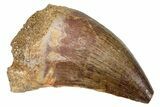 Fossil Mosasaur (Thalassotitan) Tooth - Morocco #374555-1